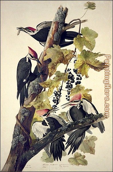 Pileated Woodpecker painting - John James Audubon Pileated Woodpecker art painting